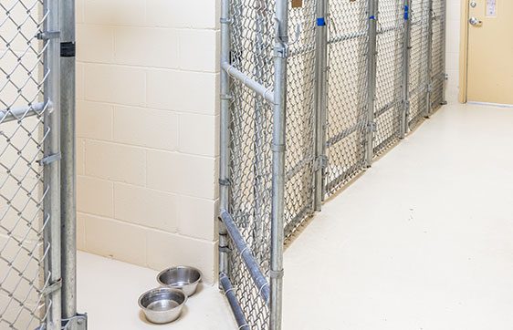 Empty dog kennels 1