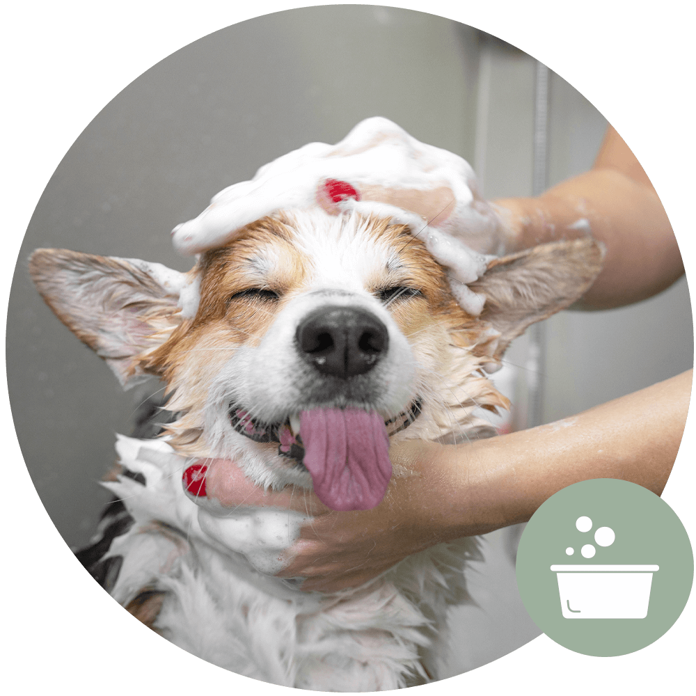 Veterinary Medicated Bath Icon