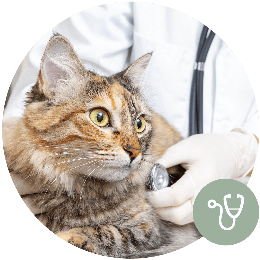 Veterinary Prevention Icon