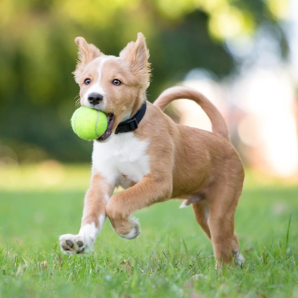 Cat and Dog Boarding in Huntsville, AL Midtown Veterinary Practice