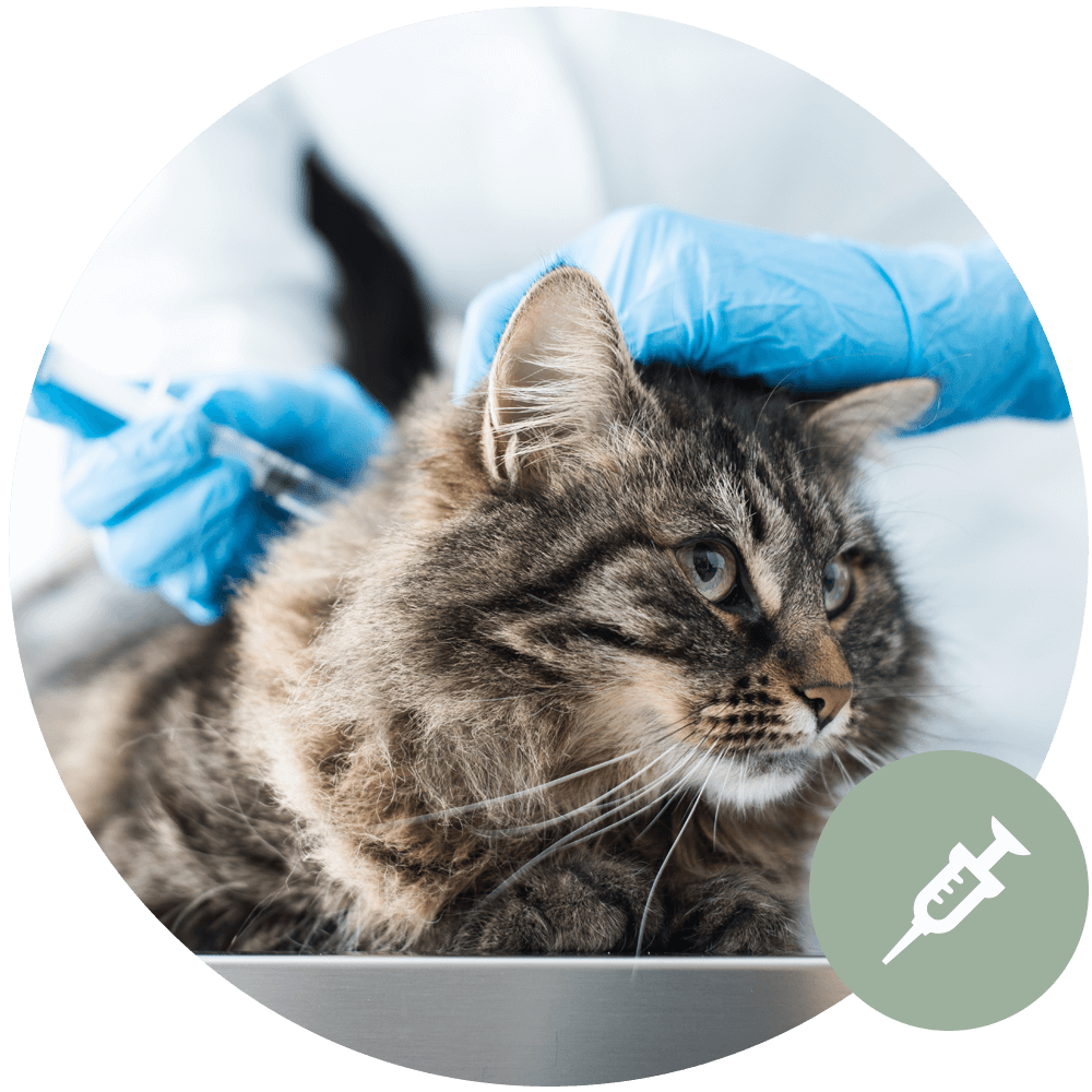 Veterinary Immunotherapy Icon