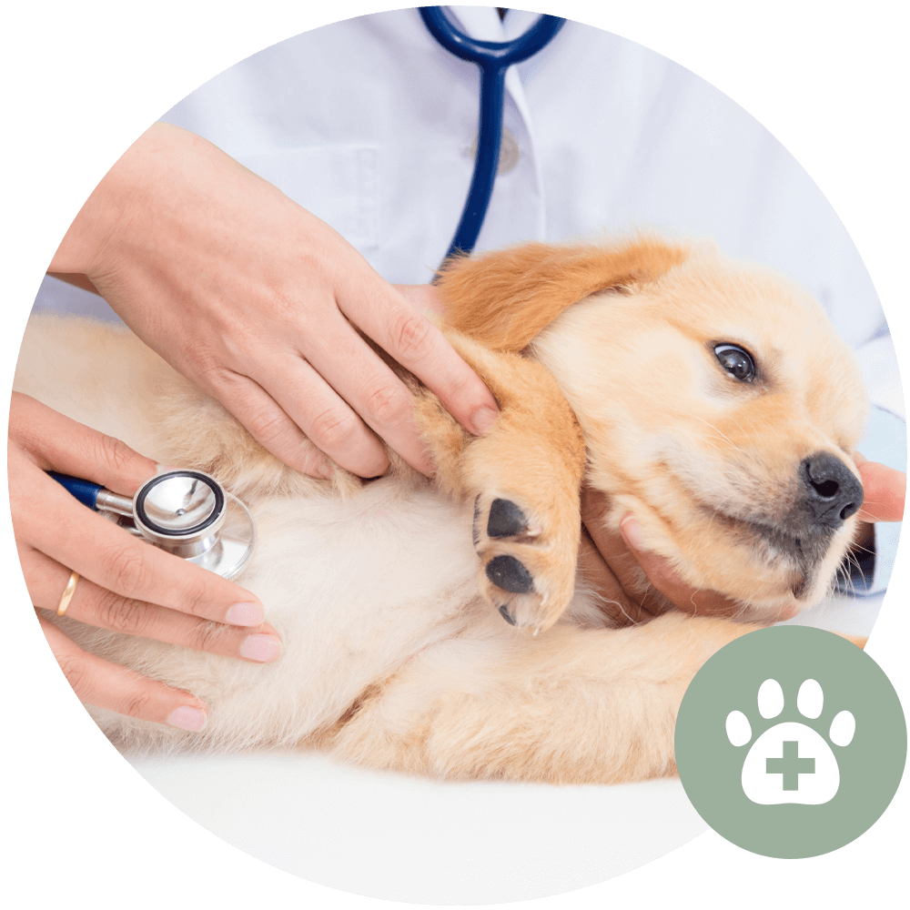 Veterinary Regular Check Ups Icon