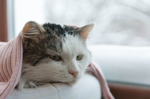 cat-laying-near-the-window-covered-by-a-pink-blanket