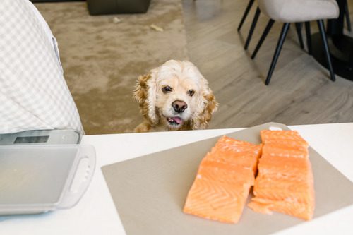 dog-stares-at-salmon-fillet-on-the-table