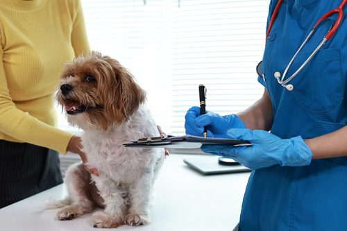 vet-writing-on-clipboard-while-owner-pets-dog-during-exam