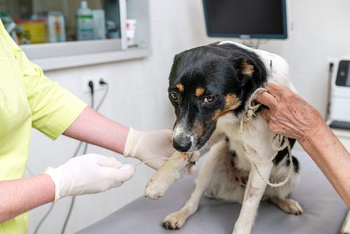 dog-waiting-to-receive-chemotherapy-at-clinic