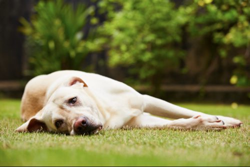 tired labrador retriever dog laying in the grass
