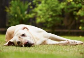 tired labrador retriever dog laying in the grass