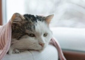 cat-laying-near-the-window-covered-by-a-pink-blanket