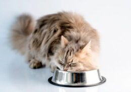 fluffy cat eating from a metal bowl on the floor in a light room