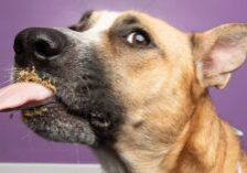 close up of dog licking its nose after eating peanut butter
