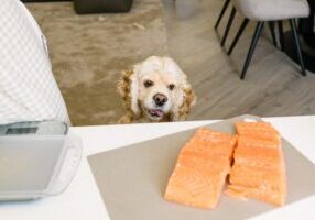 dog-stares-at-salmon-fillet-on-the-table