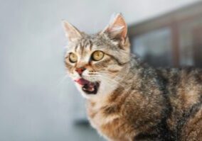 close up of striped cat licking its lips