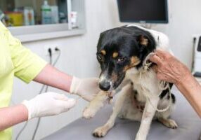 dog-waiting-to-receive-chemotherapy-at-clinic