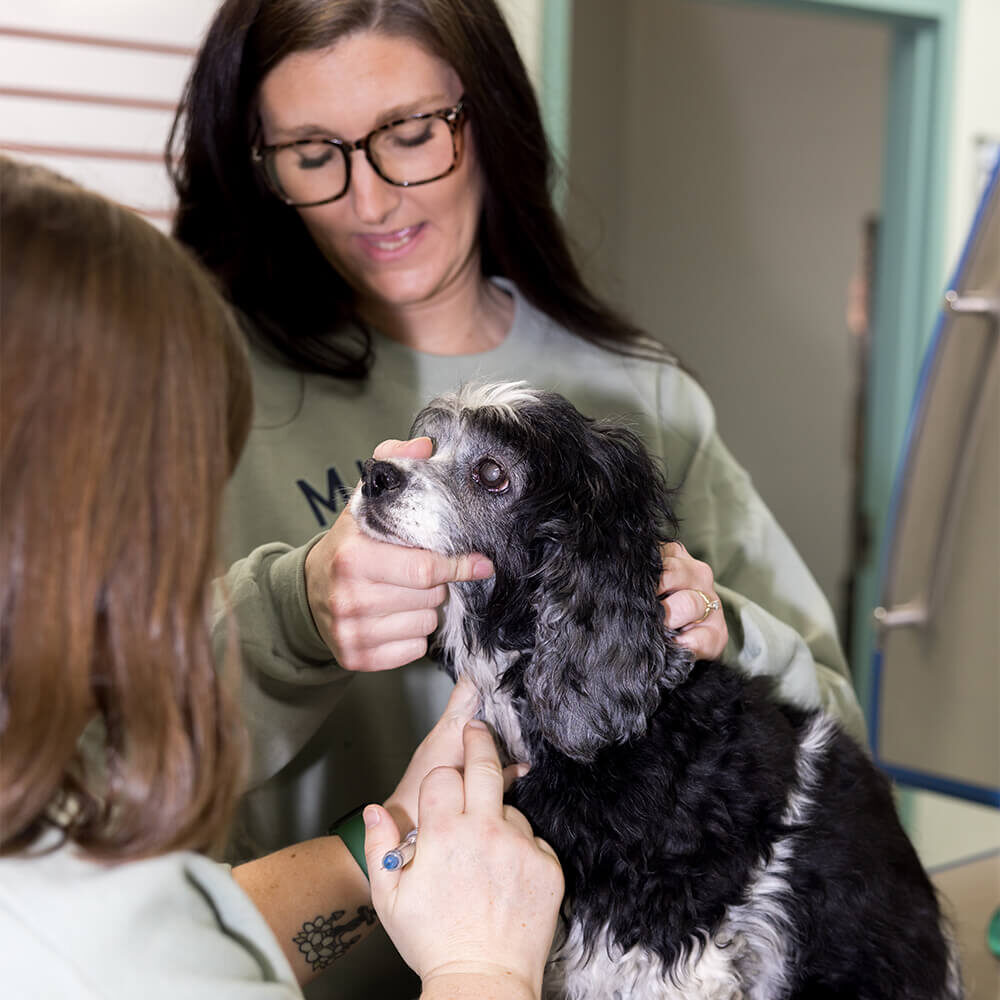 Dog Receiving Vaccinations From Vet Staff