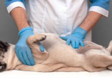 vet examining pug dog's swollen belly at the clinic