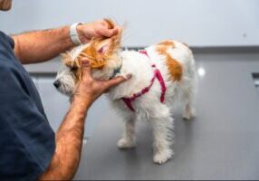 vet examining jack russell terrier dog's ear on the exam table at the clinic
