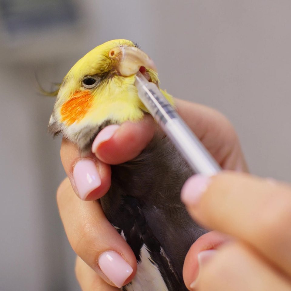 veterinarian giving cockatiel medicine in syringe