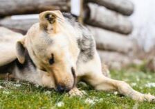 dog biting its leg while laying in the grass outside
