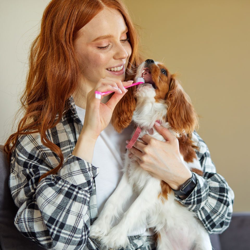 owner holding Cavalier King Charles spaniel and brushing it's teeth with pink toothbrush
