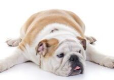 lethargic bulldog laying on the floor as a sign of a tumor in dogs