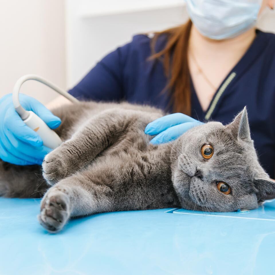 female veterinarian performing ultrasound on grey cat