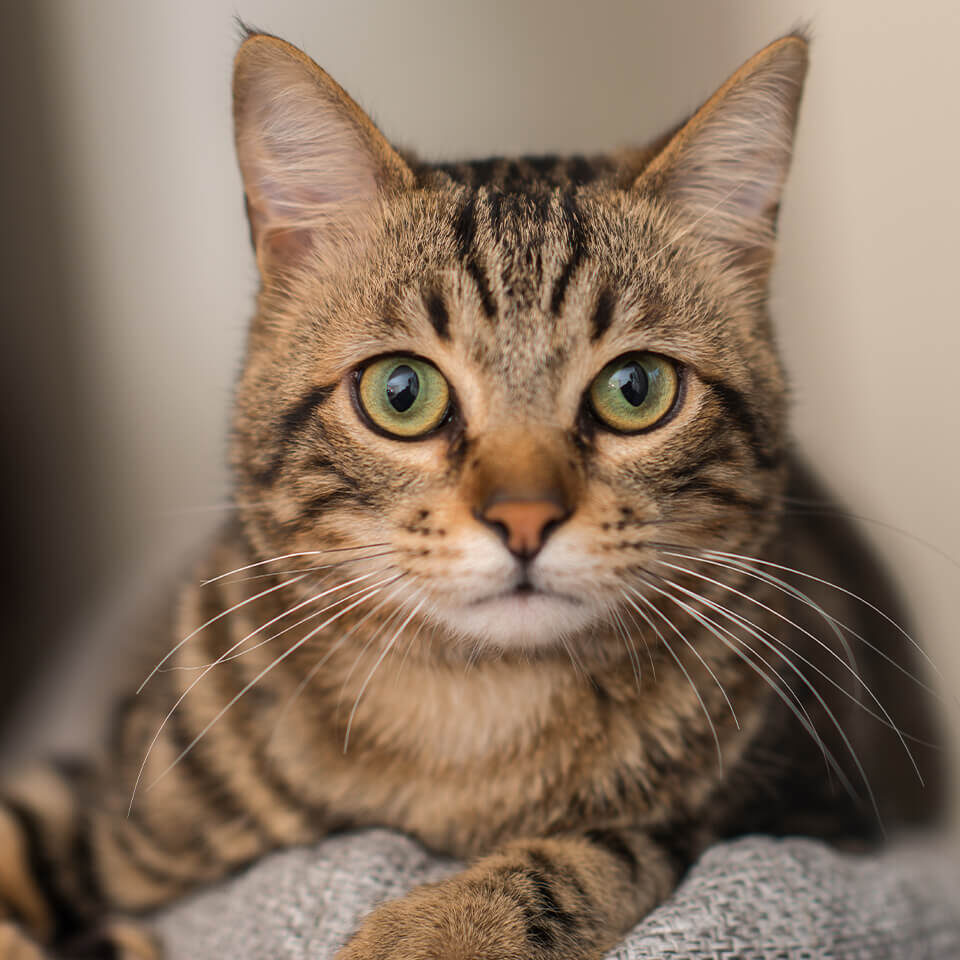 brown striped cat looking directly into camera