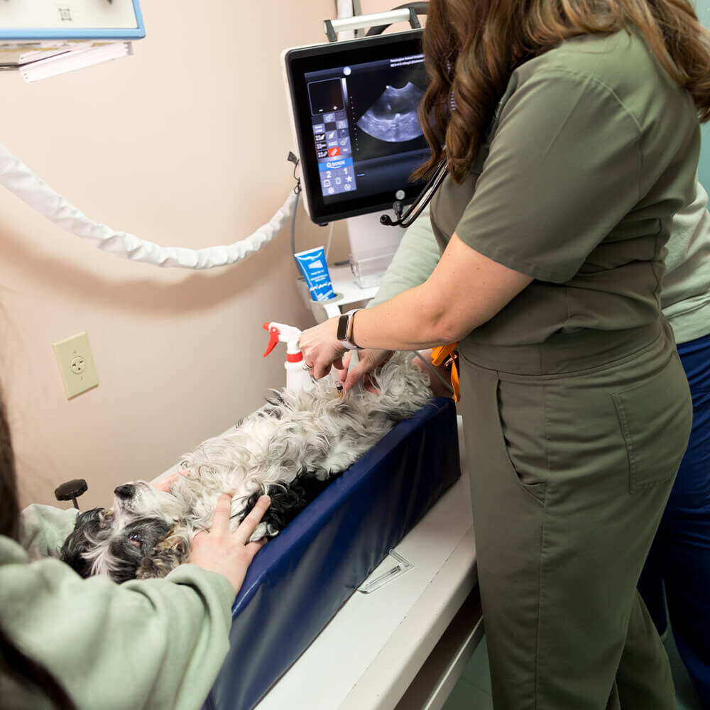 Veterinary Diagnostics In Huntsville Al