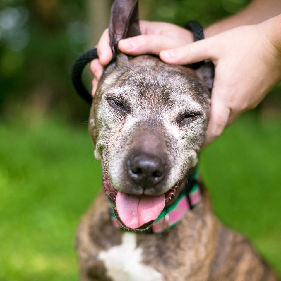 owner petting happy mixed breed senior dog on the head outside