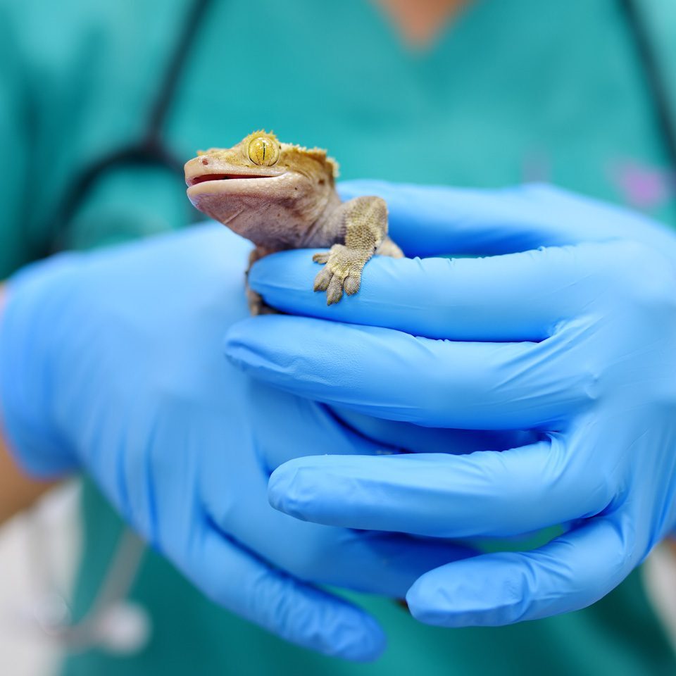 close up of veterinarian holding gecko with gloved hands