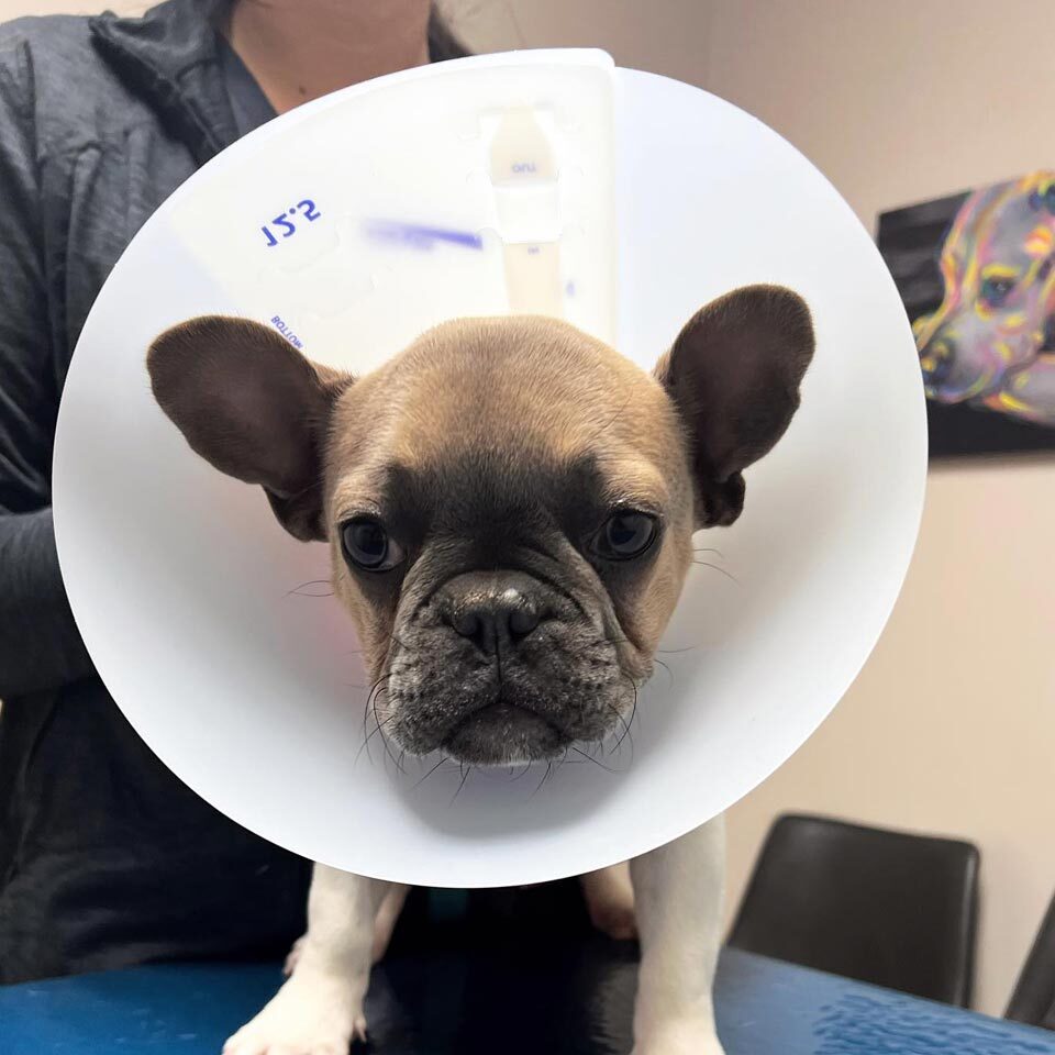 small pug with cone wrapped around its head post-surgery