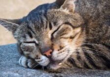 close up of a cat sleeping on the sidewalk while drooling
