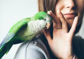 pet-bird-perched-on-woman's-shoulder